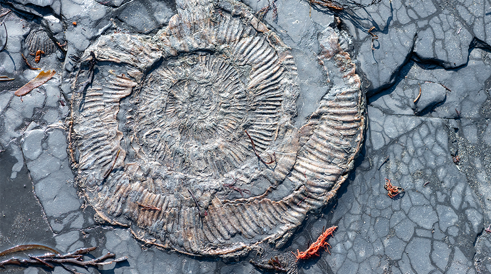 Close up of an ammonite fossil at Kimmeridge bay on the Jurassic coast in Dorset